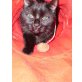 Michi, ehk/ehk - Katze