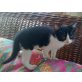 Michi, sucht genau Sie EKH - Katze