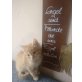 Michl und Ida, Hauskatze - Kater