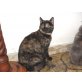 Micia, Europäische Kurzhaarkatze - Katze