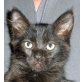 Micio, schwarzer Langhaar - Kater