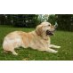 Mick, Golden Retriever  - Rüde