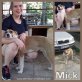 Mick, Mischling Welpen - Rüde