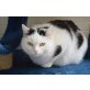 Micke, Europäische Kurzhaarkatze - Katze