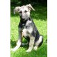 Mickey, Schäferhund - Rüde
