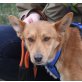 Mickey, Shiba Inu Mix - Rüde