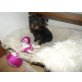 Mickey, Yorkshire Terrier - Rüde