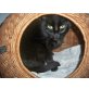 Micki, Europäisch Kurzhaar - Kater