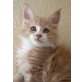 Micky, Maine Coon - Kater