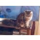 Micky, Maine Coon - Katze