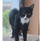 Micky, Mischling - Kater