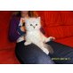 Micky, Ragdoll - Kater