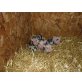 Microschwein, Minischwein - weiblich
