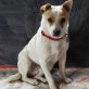 Midas kleiner Welpe ist ein Rohdiamant, Jack-Russell-Terrier Welpen - Rüde