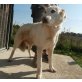 Midnight  ein charmantes Hundekind, Maremmaner Hirtenhund Welpen - Hündin