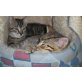 Midnight und Cookie, die frechen Katerchen - Kater
