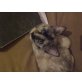 Mieza und Lucy, Siam - Katze