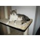 Migato, Siammischling - Kater
