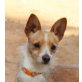 Migi, Chihuahua Mix - Rüde