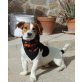 Miguel, Einzigartiger Hundejunge sucht sein Glück! - Rüde
