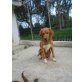 Miguel, verspielter Rüde sucht Familie., Setter Mischling - Rüde