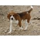 Miguelito, Beagle - Rüde
