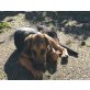 Miguelito, Schäferhund-Mix Welpen - Rüde