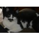 Mika, Main- Coonmix - Katze