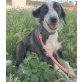 Mika, Mika, schöne Hundedame sucht Körbchen - Hündin