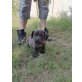 Mika, Mischling Welpen - Rüde