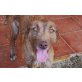 Mikaela, aufgeschlossener Podenco-Mix - Hündin