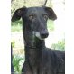 Mikasi, Galgo Español - Rüde