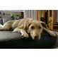 Mike, Labrador Retriever - Rüde