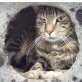 Mike, Mike - Kater