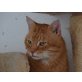 Mike, ruhiger souveräner Schmuser - Kater