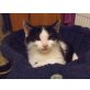 Mikele - sehr hübscher, lebhafter Kater - Kater