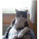 Mikesch, Hauskatze/Wildkater - Kater