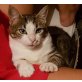 Mikesch, Kuschelkaterle sucht kraulende Hände - Kater