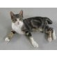 Miki, Europäische Kurzhaarkatze - Kater