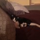 Miki, Wohnungskatze - Katze