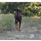 Miko, Labrador Mischling - Rüde