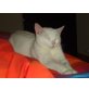 Miko, Siammix - Kater