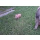 Mikroschwein - weiblich