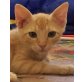 Mikrouli, Mischling - Kater
