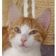 Miky, Mischling - Kater