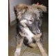 Miky, Schäferhund-Mischling - Rüde