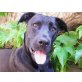 Mila 4, Doggenmischling - Hündin