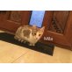 Mila geb. 08/2019 sucht Zuhause - Katze