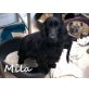 Mila-wünsch sich ein liebesZuhause!!, Cocker-Spaniel - Hündin