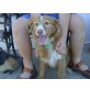 Milagros, Bretonen-Spaniel-Mix - Hündin